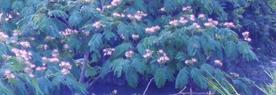 合歓の木の花